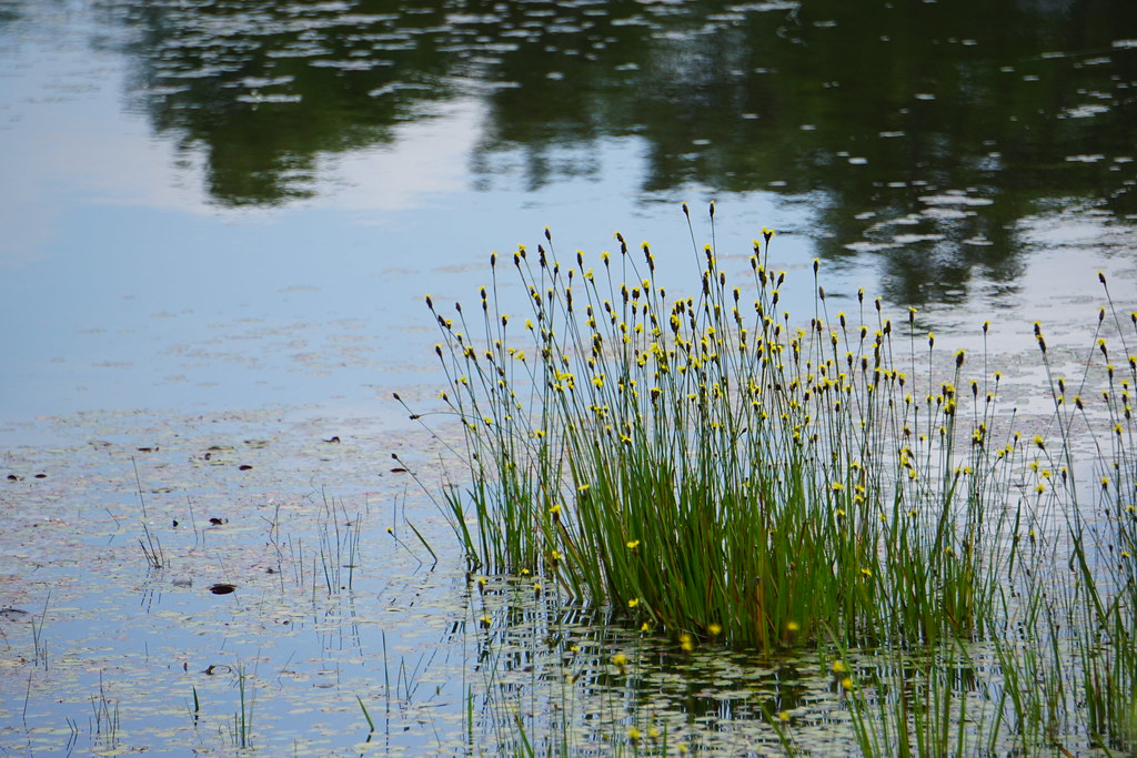 scene Lake Cameron Sandhills Game Lands ncwetlands KG (14)… Flickr