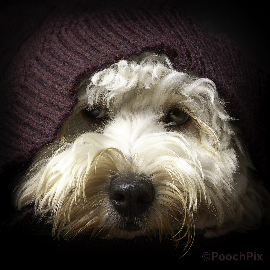 Dolly Doodle Dolly had a busy day modelling for a Christma… Flickr