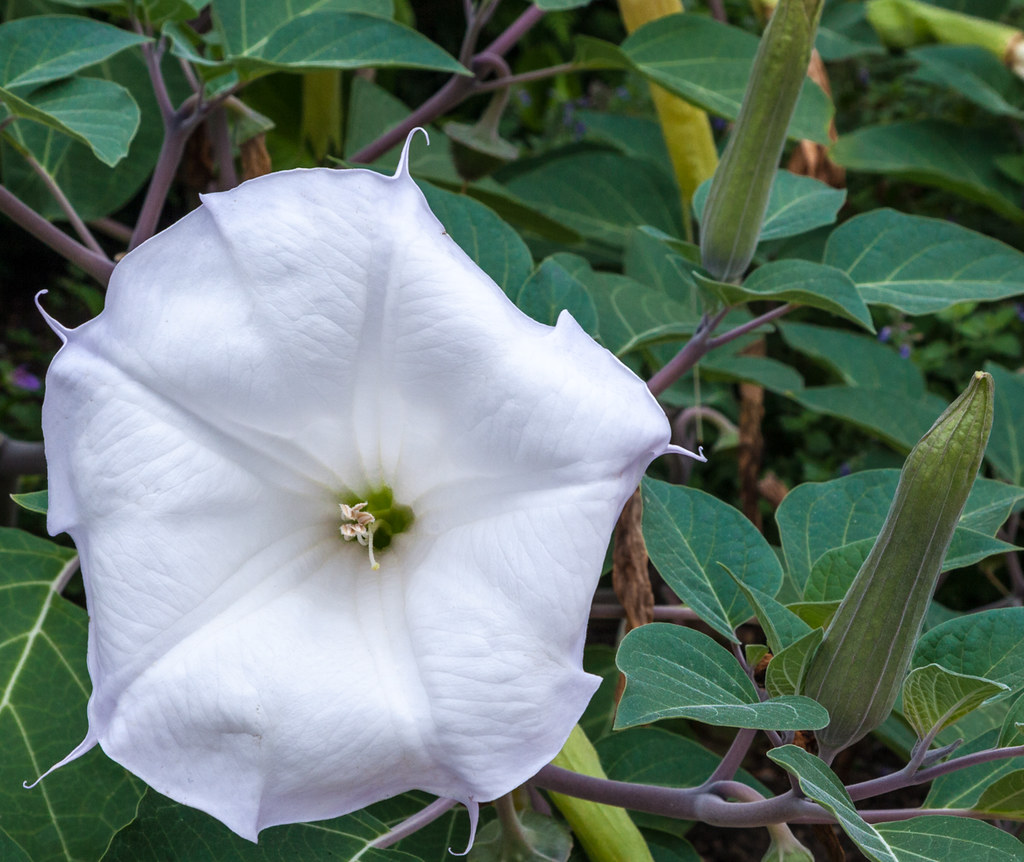 Devil's Trumpet I noticed this large showy flower in front… Flickr