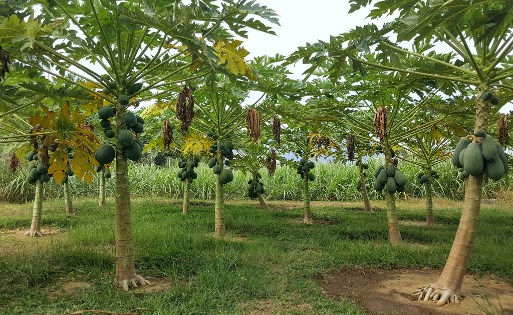 Plantation of papaya trees (Carica papaya) Buy this photo … Flickr
