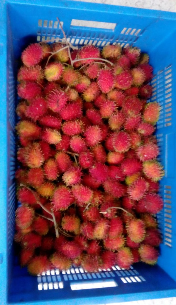 Jordan Valley Organics ഞങ്ങളുടെ ഫാമിൽ ഇന്ന് വിളവെടുത്ത റംബ… Flickr