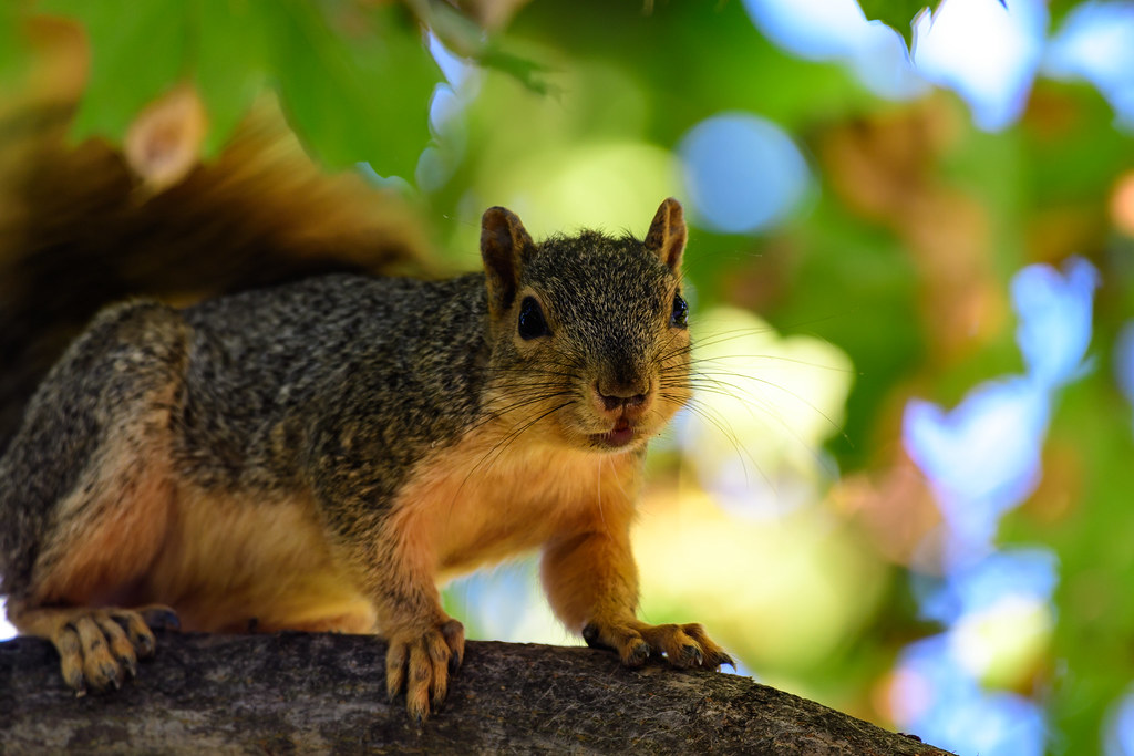 Squirrel Barking A Squirrel that was barking at me. Justin Kurtz Flickr