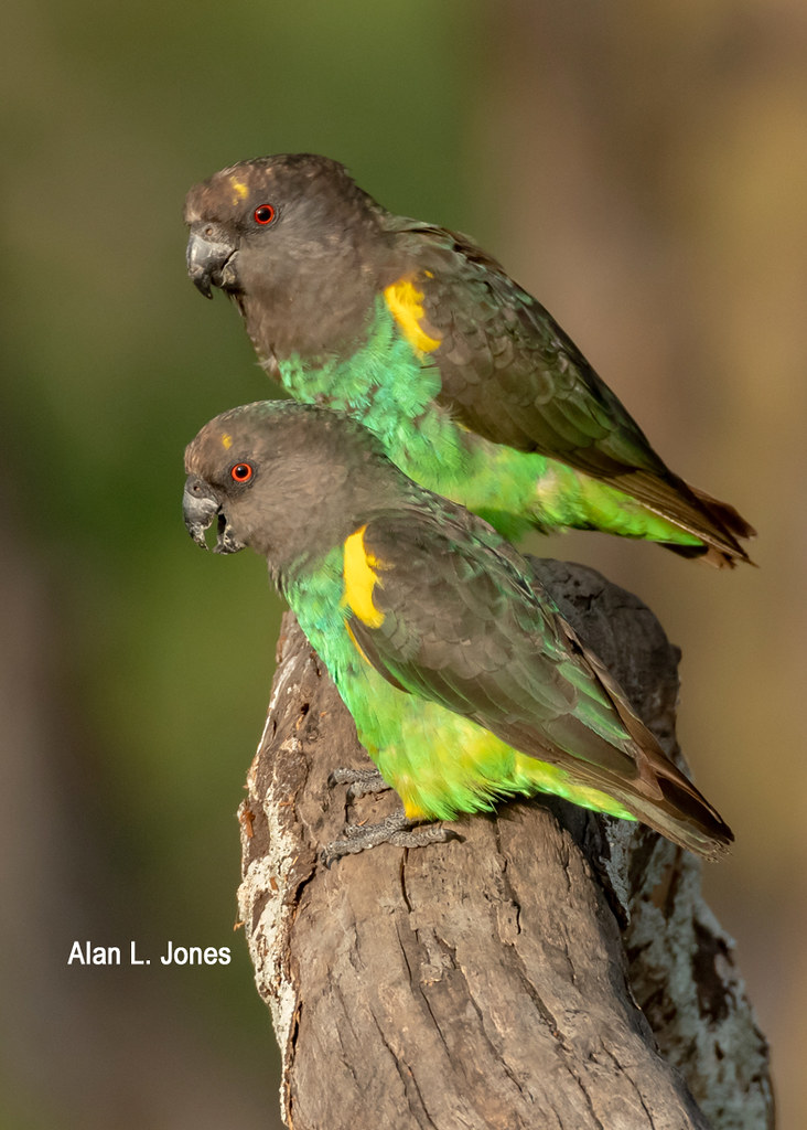 _AJ28934 copy Brown Parrots, Solio Ranch, Kenya Alan Jones Flickr
