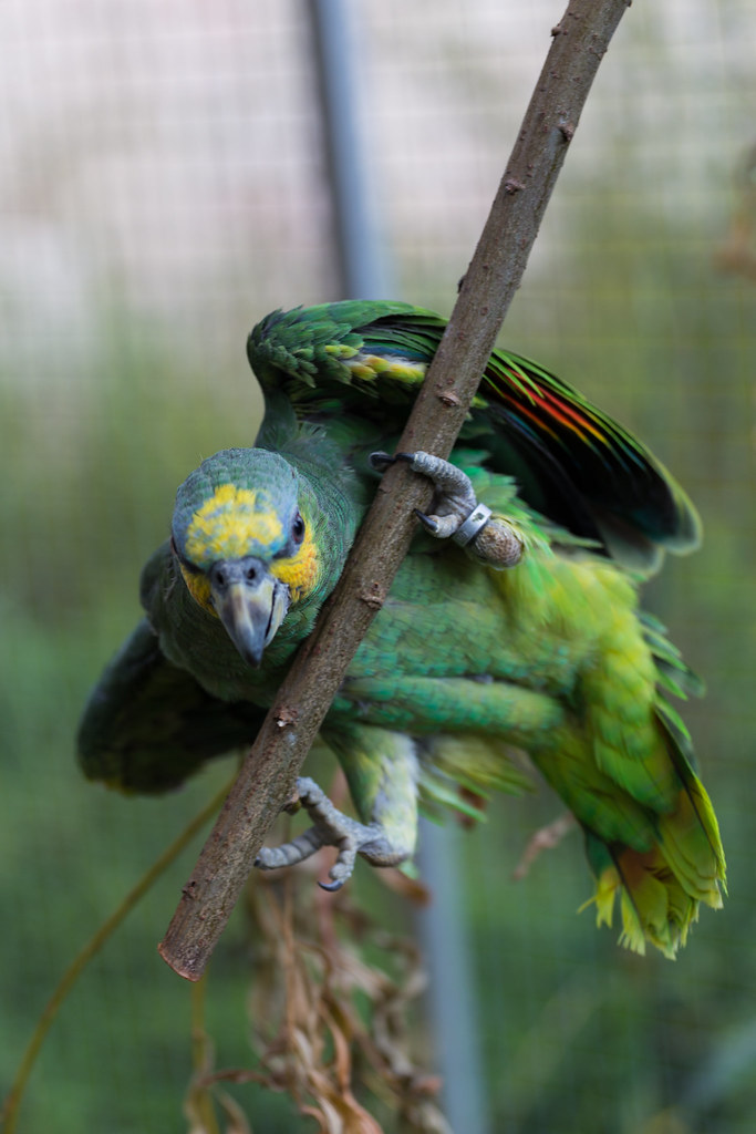 Orange Winged Amazon Amazona amazonica redEOS92 Flickr