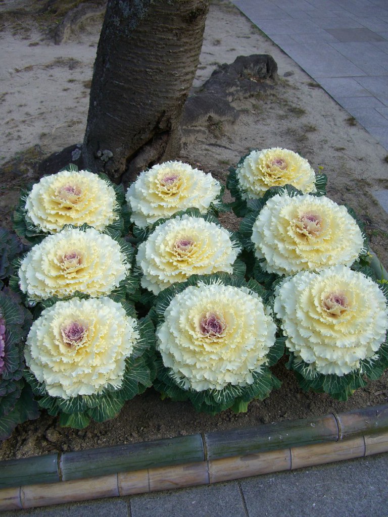 Some kind of Japanese Winter Flower At the Open Air Museum… Flickr