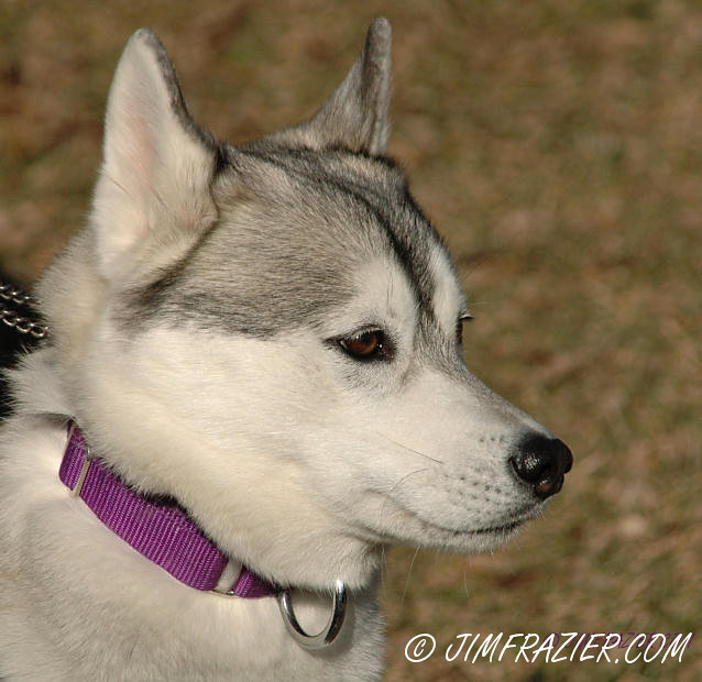 Siberian Husky West Suburban Chicago Flickrers Meet Up At … Flickr