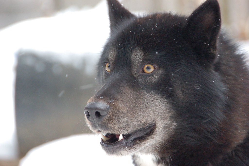 Half Wolf, Half Husky Martin Hockfield Flickr