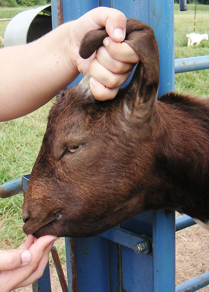 Goat with bottle jaw "Bottle jaw" (mandibular edema) is a … Flickr