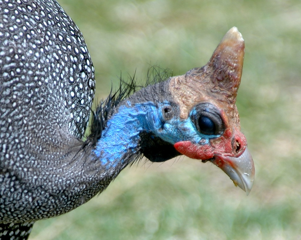 guinea fowl Ken Clifton Flickr