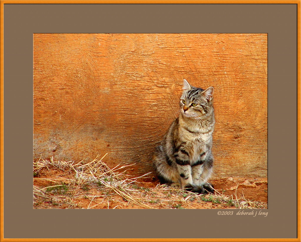 AdobeCat Pooter Potomus (aka Po Po) Deborah Long Flickr