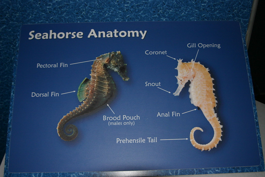 Anatomy Of A Seahorse Anatomical Charts & Posters