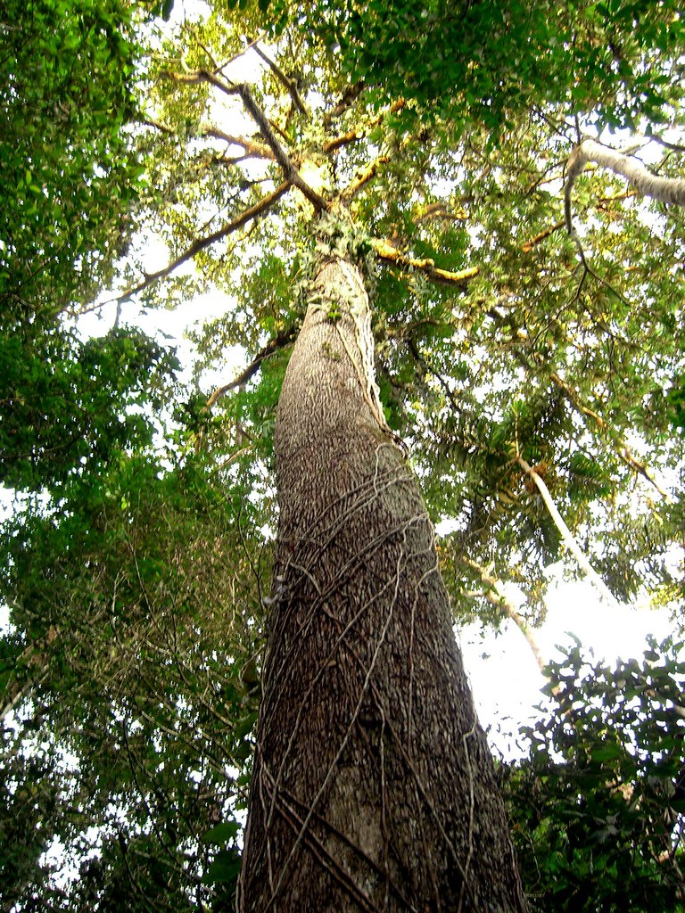 Brazil Nut Tree jenpebble Flickr