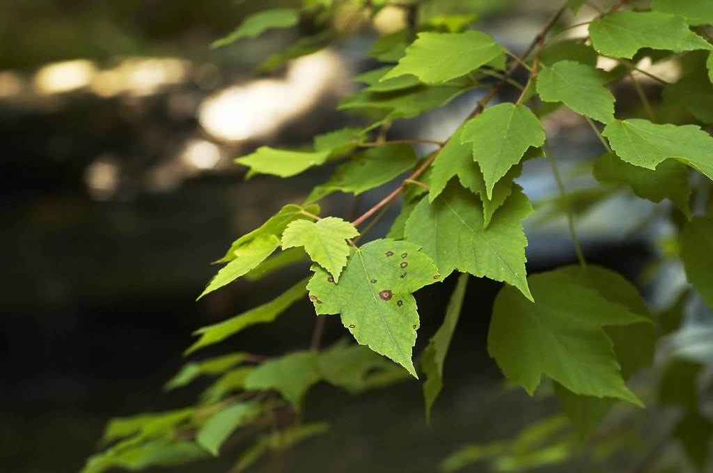 water_creek_slater_mill_162 Andrew Powell Flickr