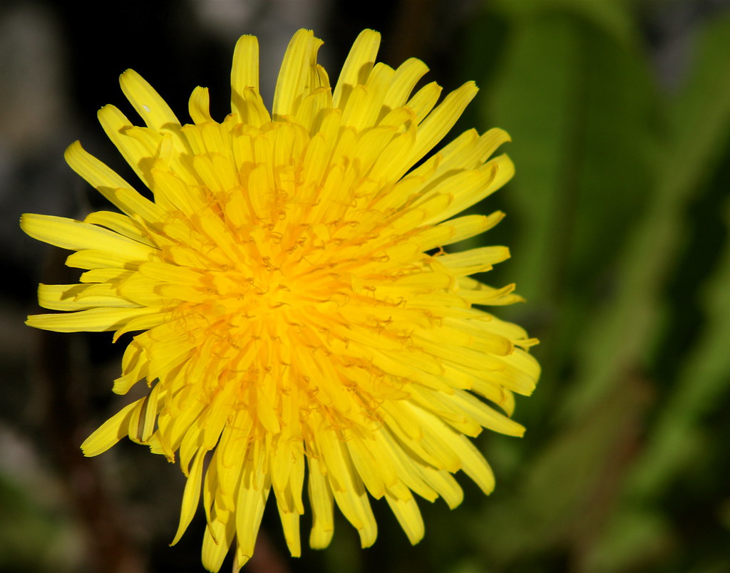 the first flower.. the first flower in my yard and the fir… Flickr