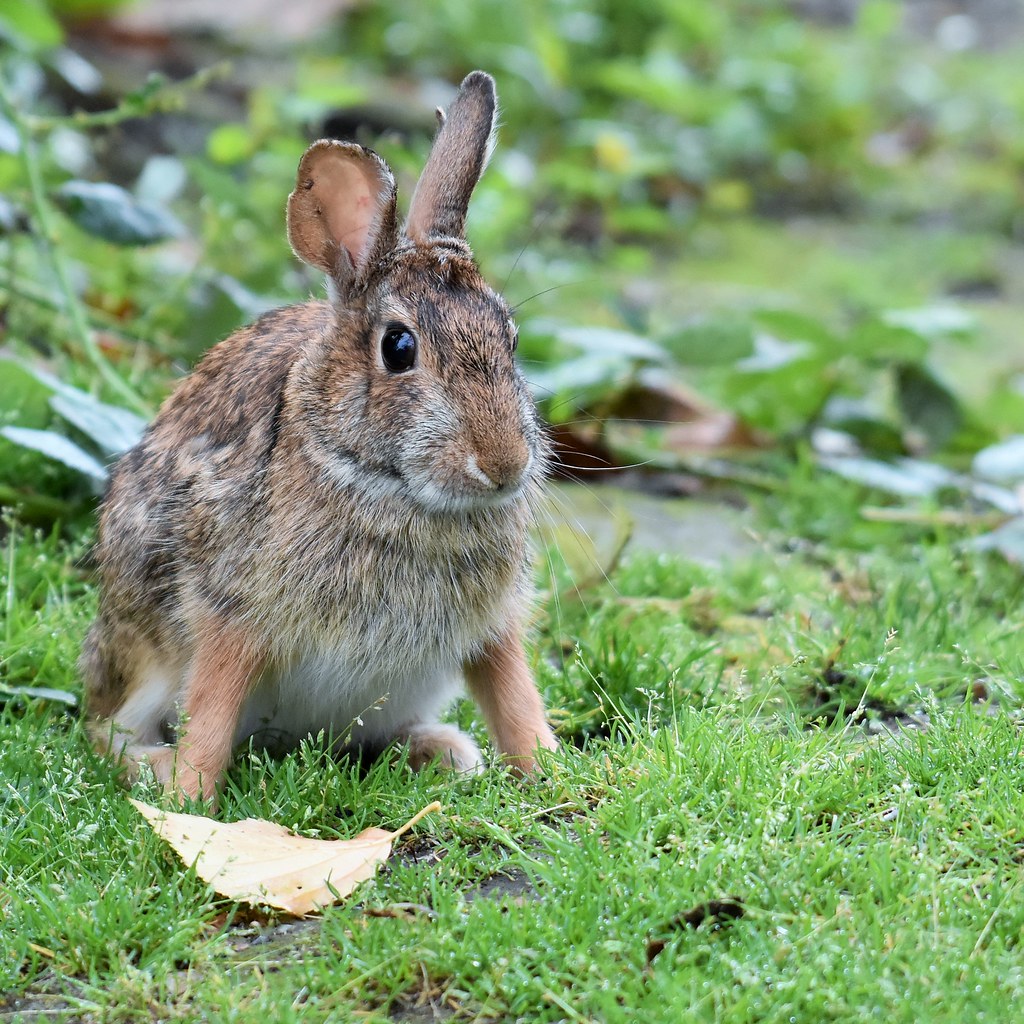 Rabbit in the park Mill Lake, Abbotsford, British Columbia… Gabi
