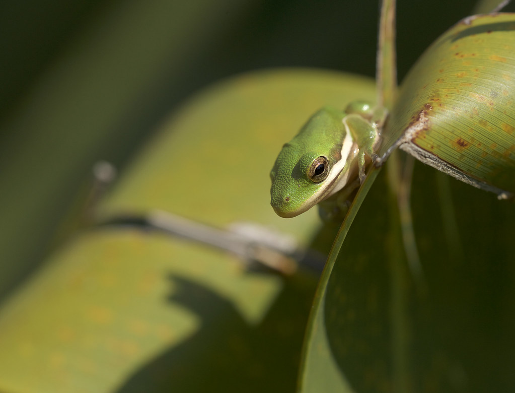 Green Tree Frog Brian Magnier Flickr