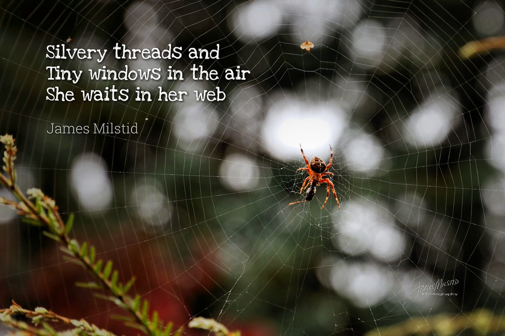 233/365 Daily Haiku Spider 233/365 Daily Haiku Spider … Flickr