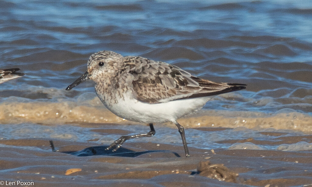 Sanderling Flickr