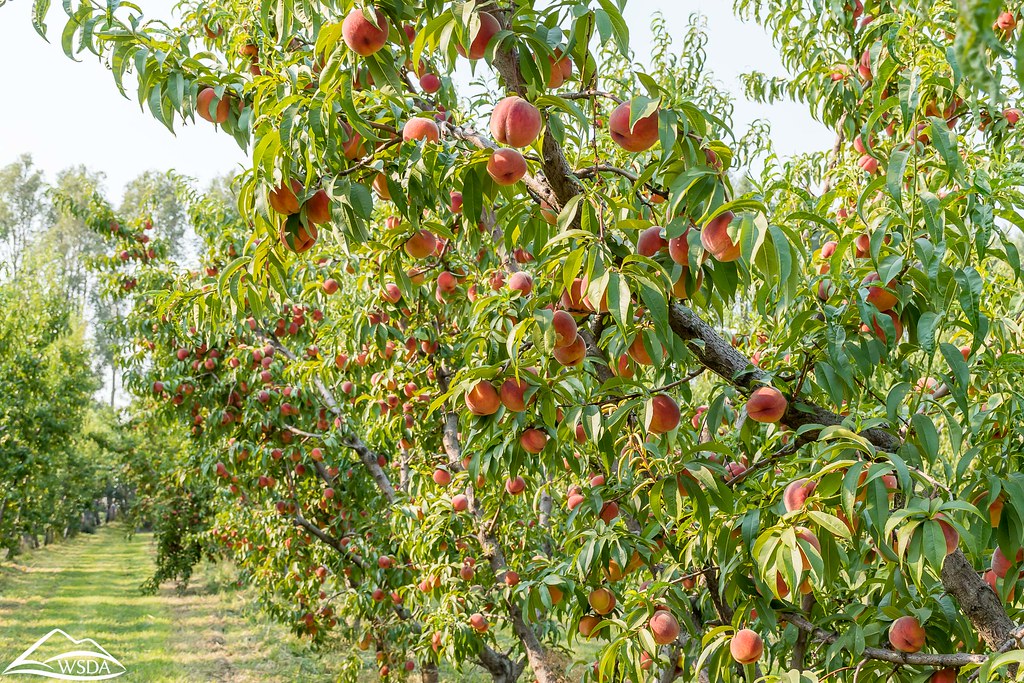 Peach orchard in Grant County Washington State Department of
