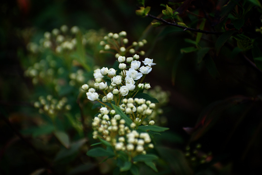 Mystic Flowers Using the Nikon Nikkor AFP 70300mm f/4.5… Flickr