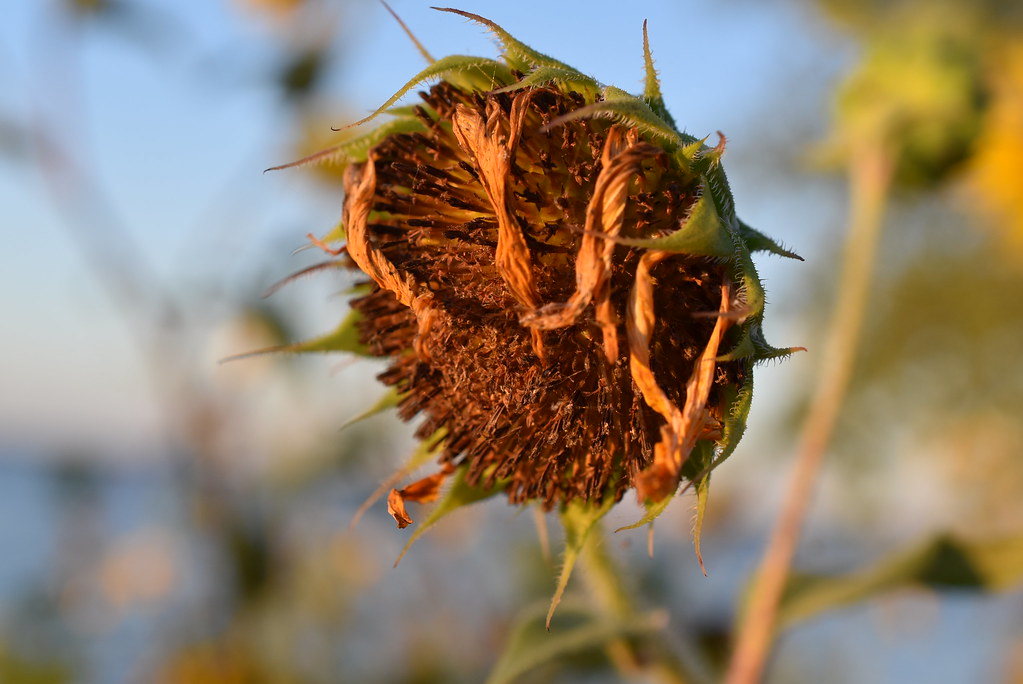 Flowers Slowly dying Andrew Penney Photography Flickr
