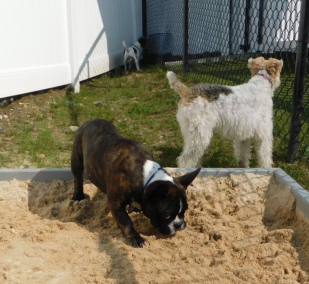 DSCN3239 Greenlin Lambs Gap Flickr