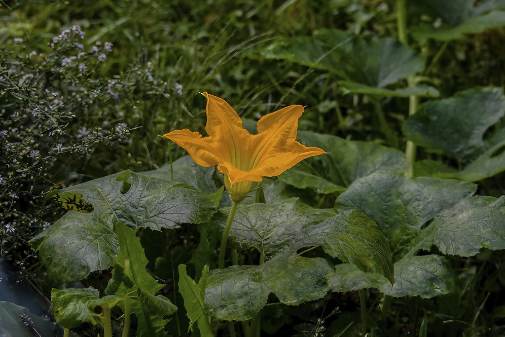 Photo258Squash Blossom Special 365 The 2018 EditionStr… Flickr