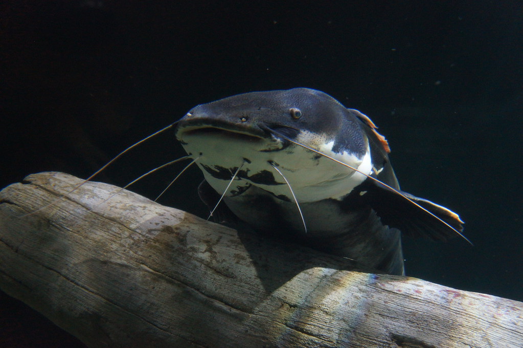 Redtail Catfish A redtail catfish in the River Giants exhi… Flickr
