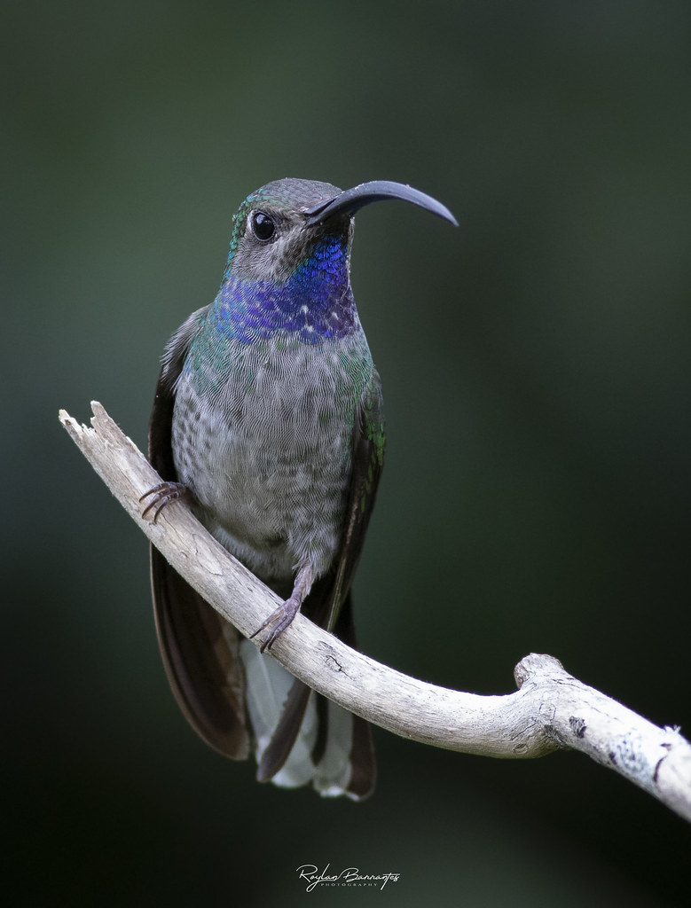Violet Sabrewing Flickr