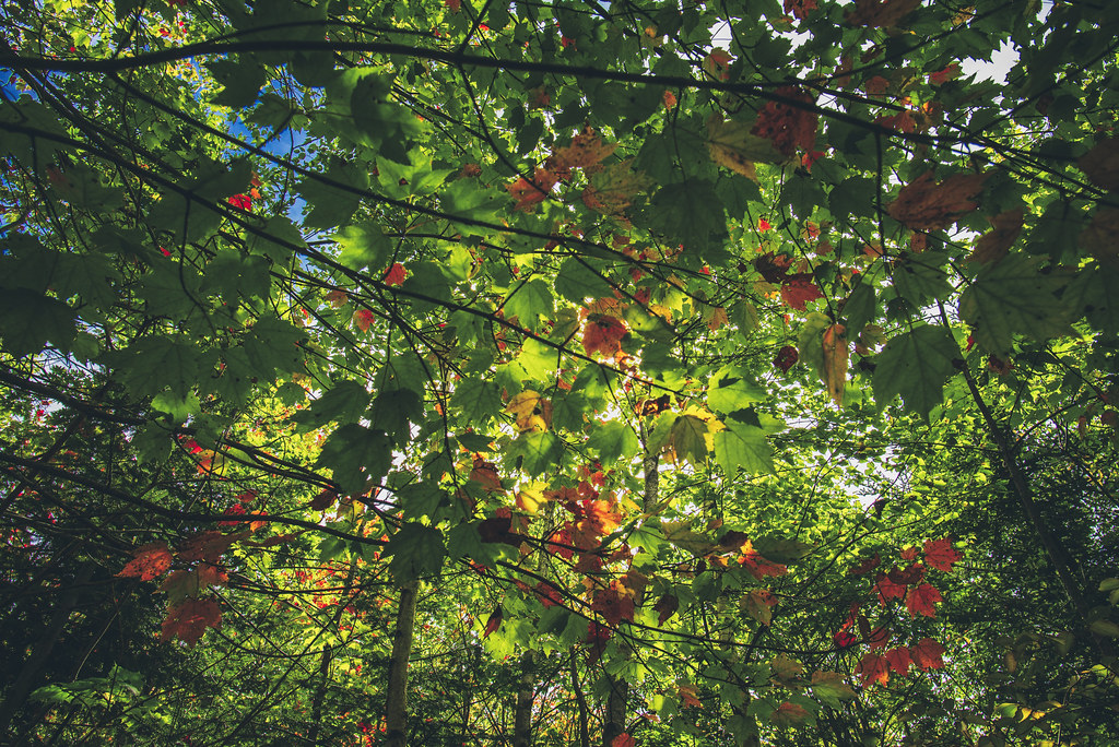 Fall is coming! Pleasant Point Nature Preserve, Cushing … Flickr