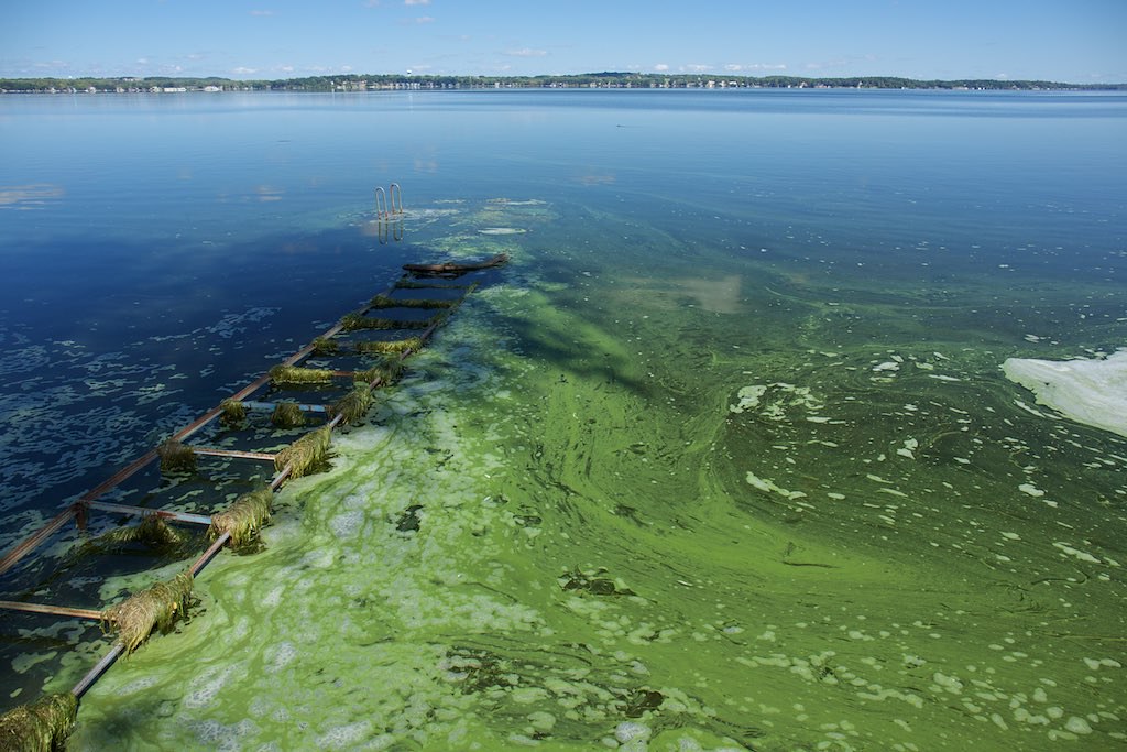 Lake Mendota,Cyanobacteria Bloom, Sept 10, 2018 Flickr