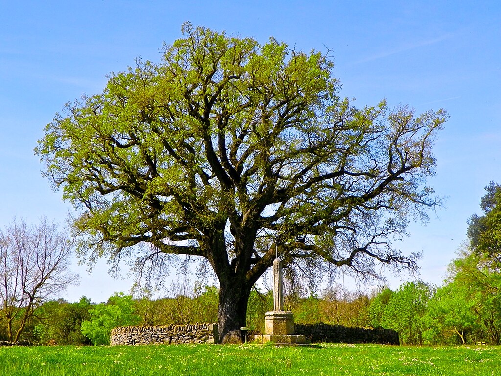 El roure del Giol Arbre monumental situat prop de l’esglés… Flickr