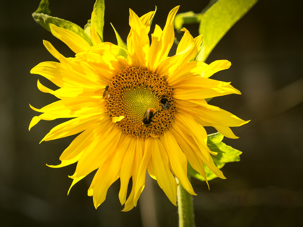 Sunflower Sunflowers are usually tall annual or perennial … Flickr