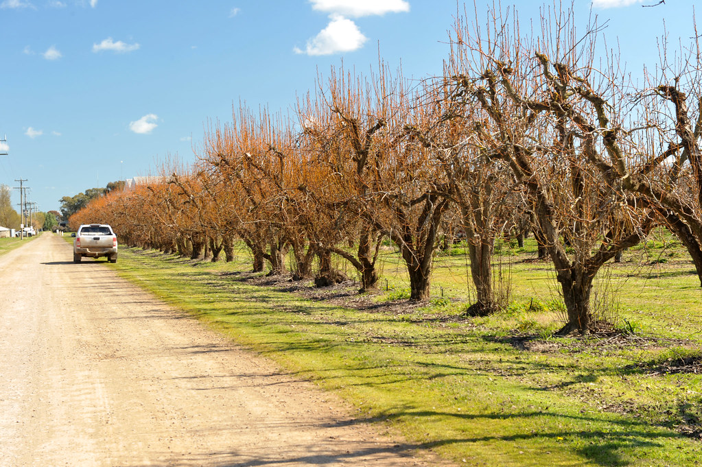 Mitchell McNab (24) william bartlett pear trees Apple and Pear