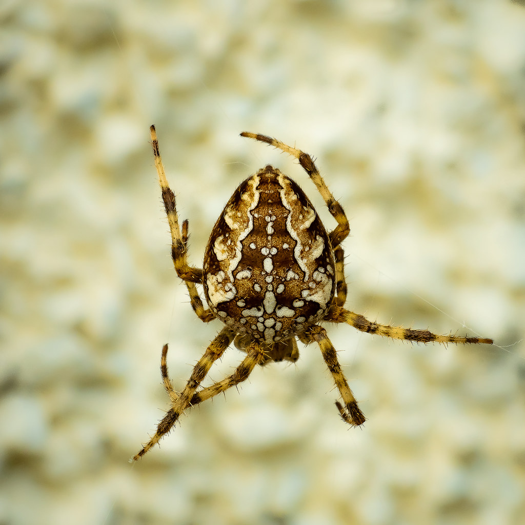 182. spider the pattern on this spider's back really caugh??? Flickr