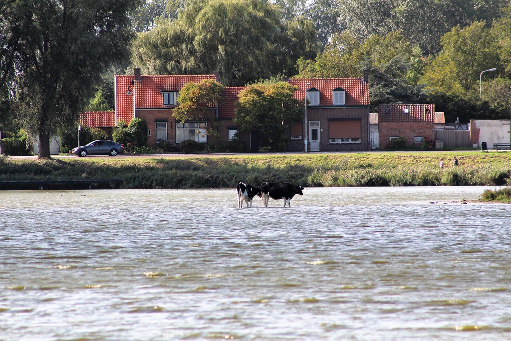 In and around Oostburg, the Netherlands, cows cooling down… Flickr