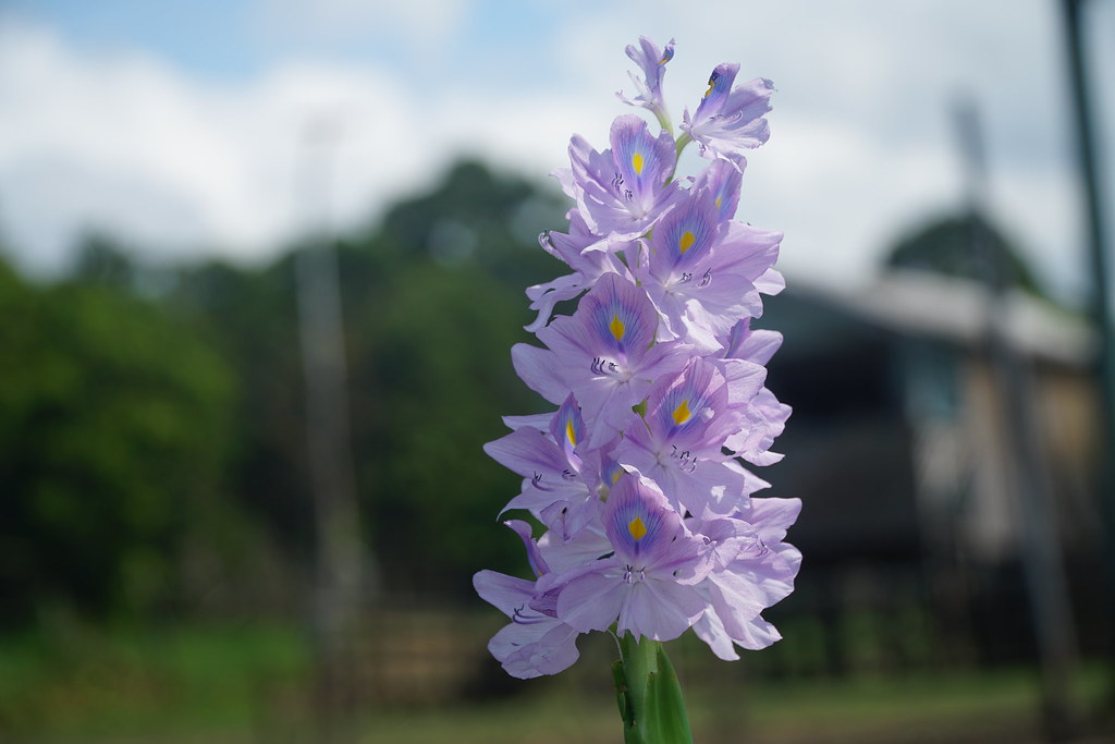 Water Hyacinth Amazon Cruise Aug 2018 Tim Ellis Flickr