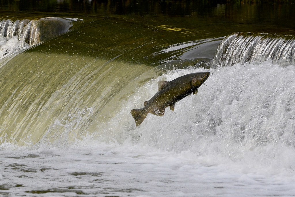 Salmon jump ECCurious Flickr