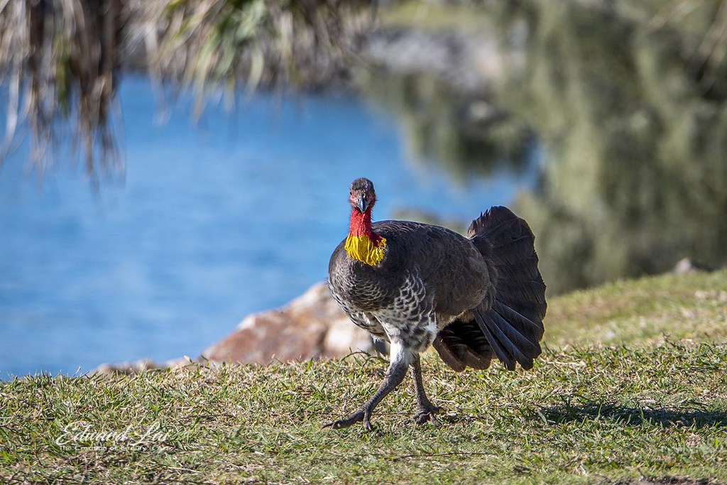 Australian Bush Turkey The Australian Brush Turkey lives j… Flickr