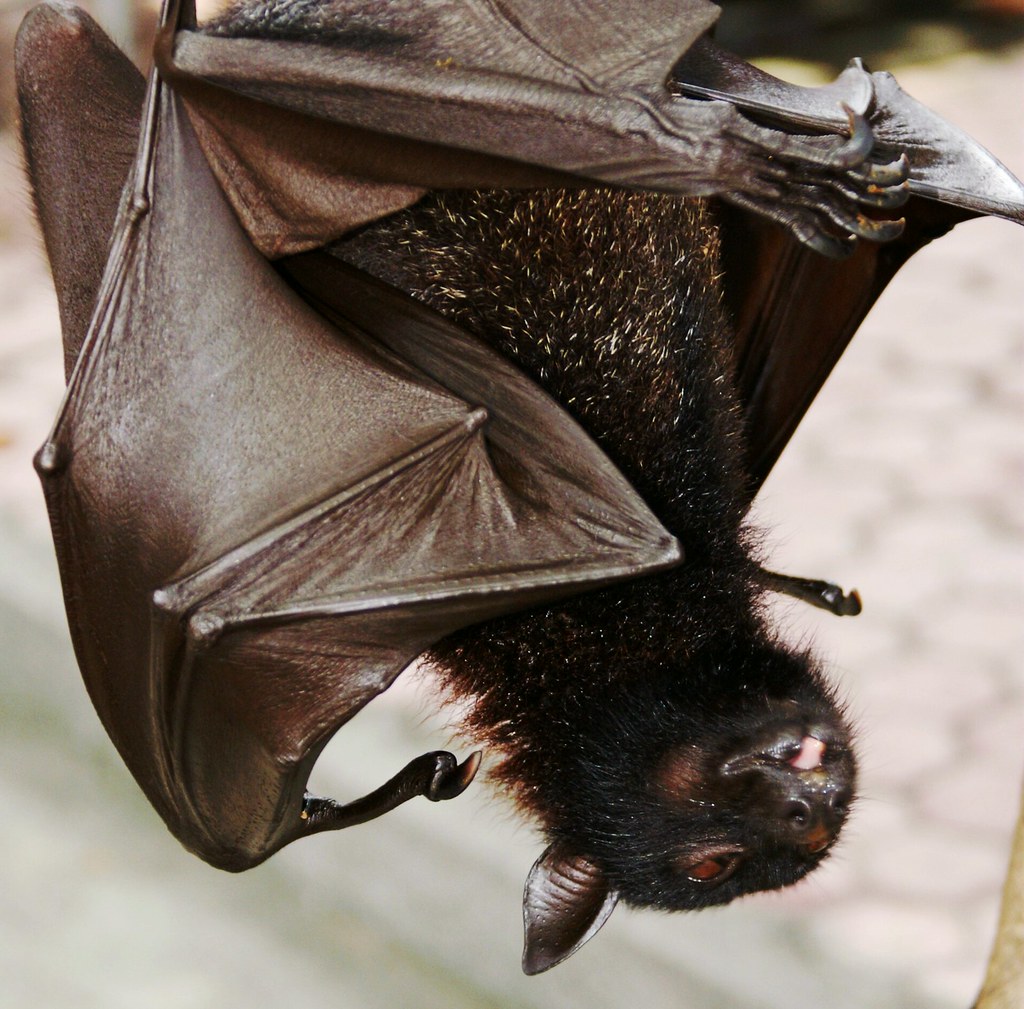 Bat during daytime Never knew they could be so big Edwin de Jongh