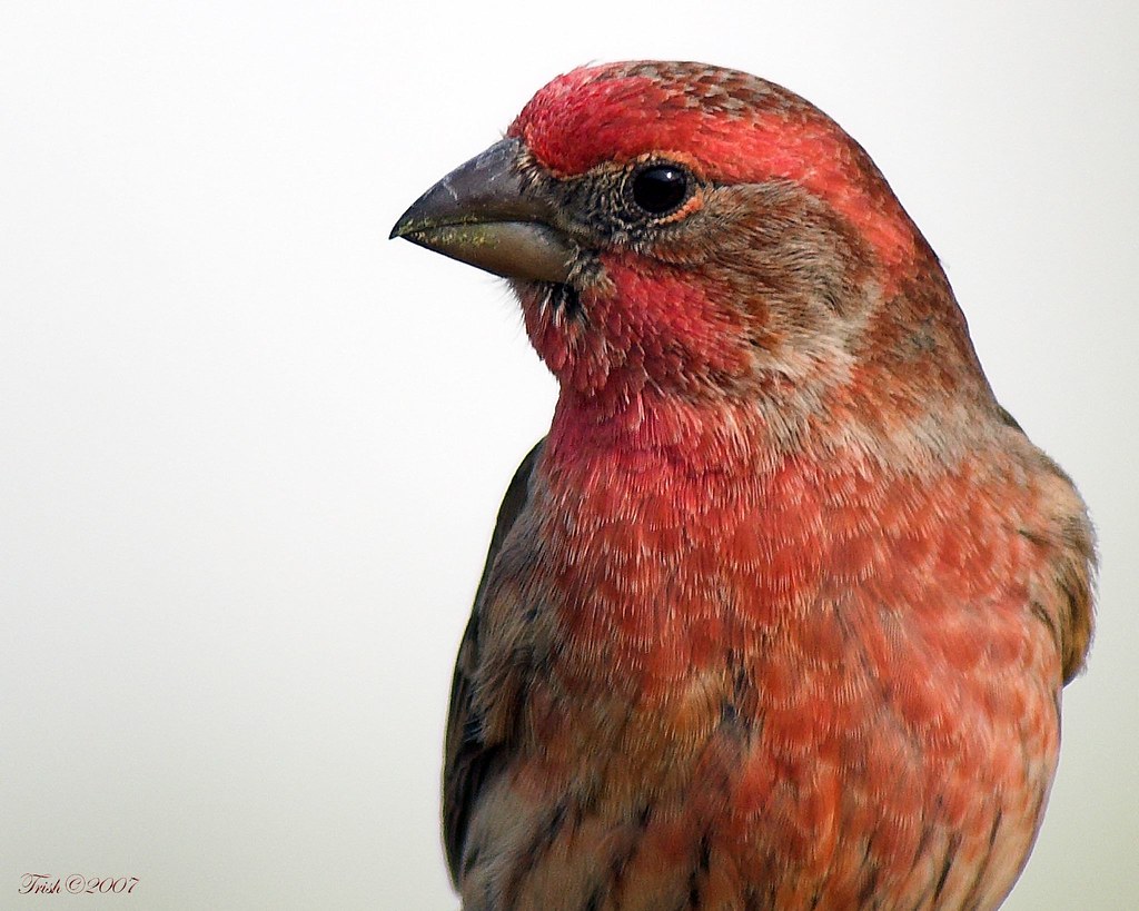 House Finch House Finch Carpodacus mexicanus Tennessee, US… Flickr