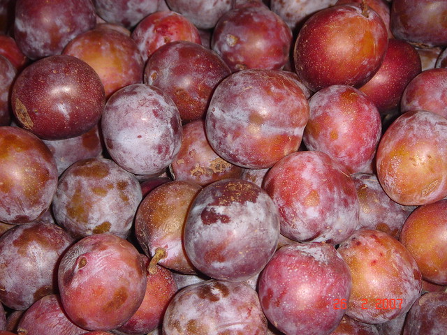 buah plum Scientific name Prunus domestica Family
