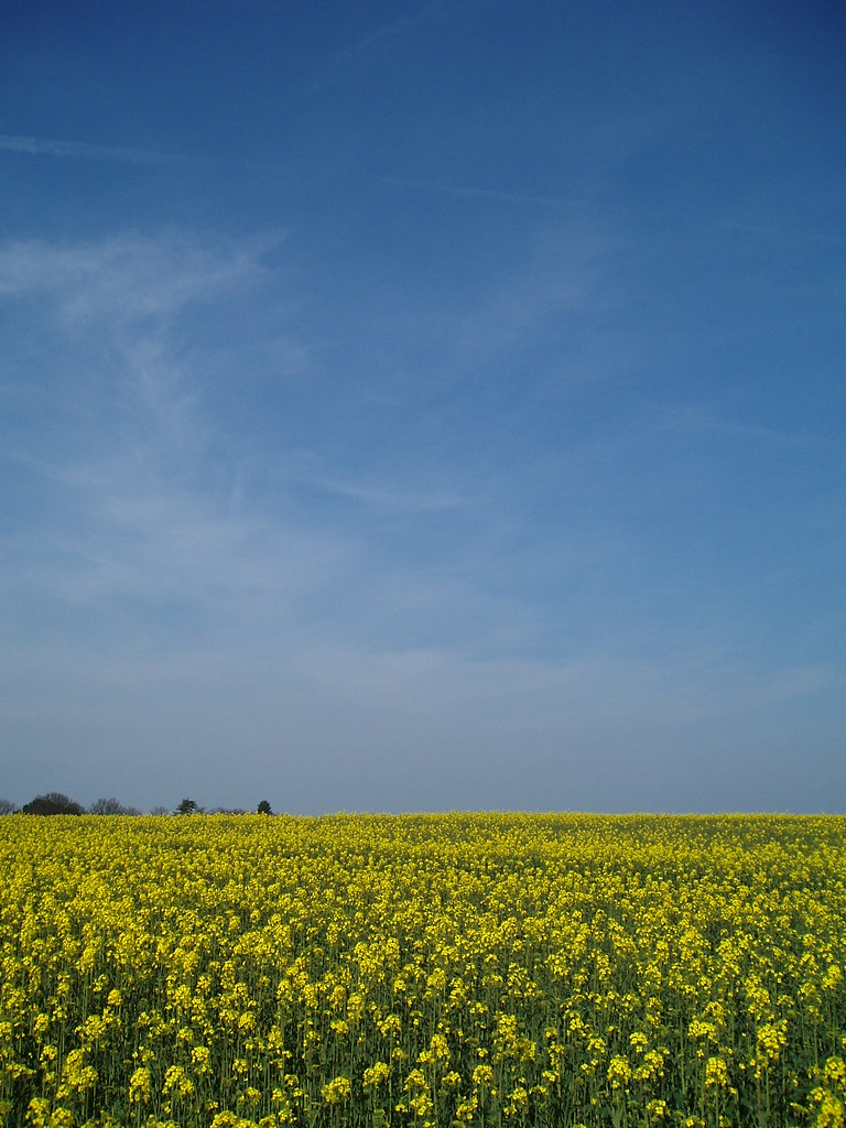 Blue Sky Yellow Field a photo on Flickriver