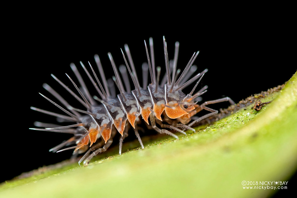Spikey woodlouse (Calmanesia sp.) DSC_1226 www.nickybay.… Nicky