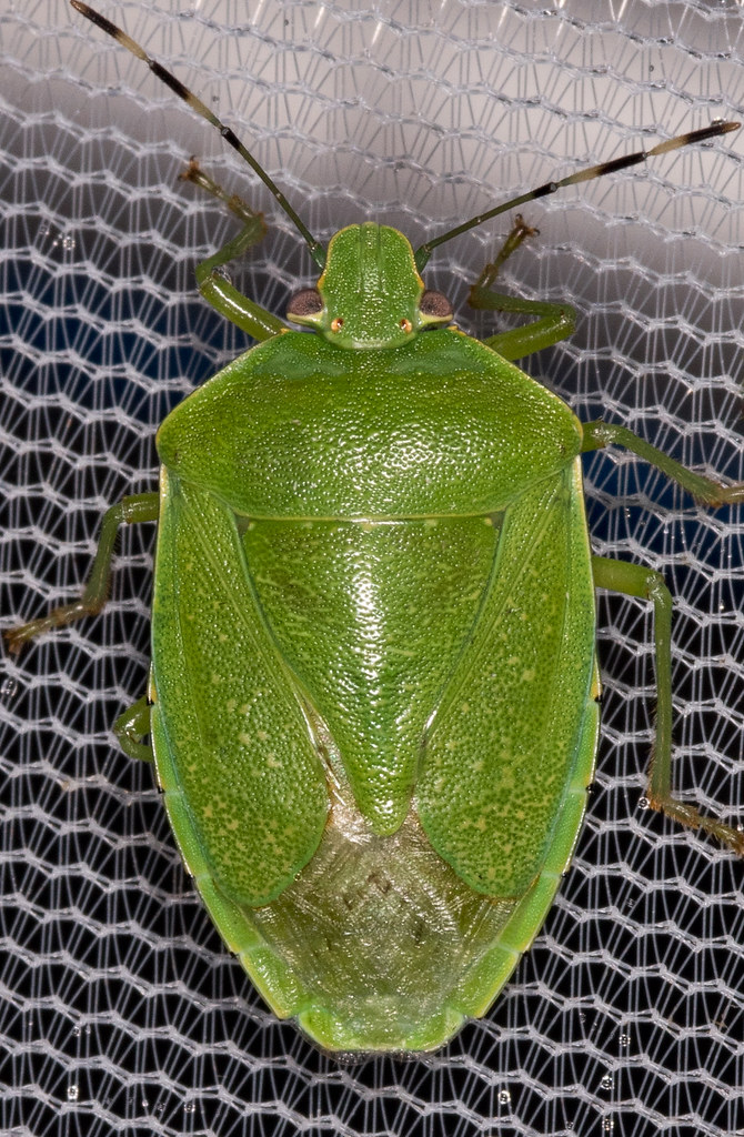 Green Stink Bug (Chinavia hilaris) UMCES Horn Point Enviro… Flickr