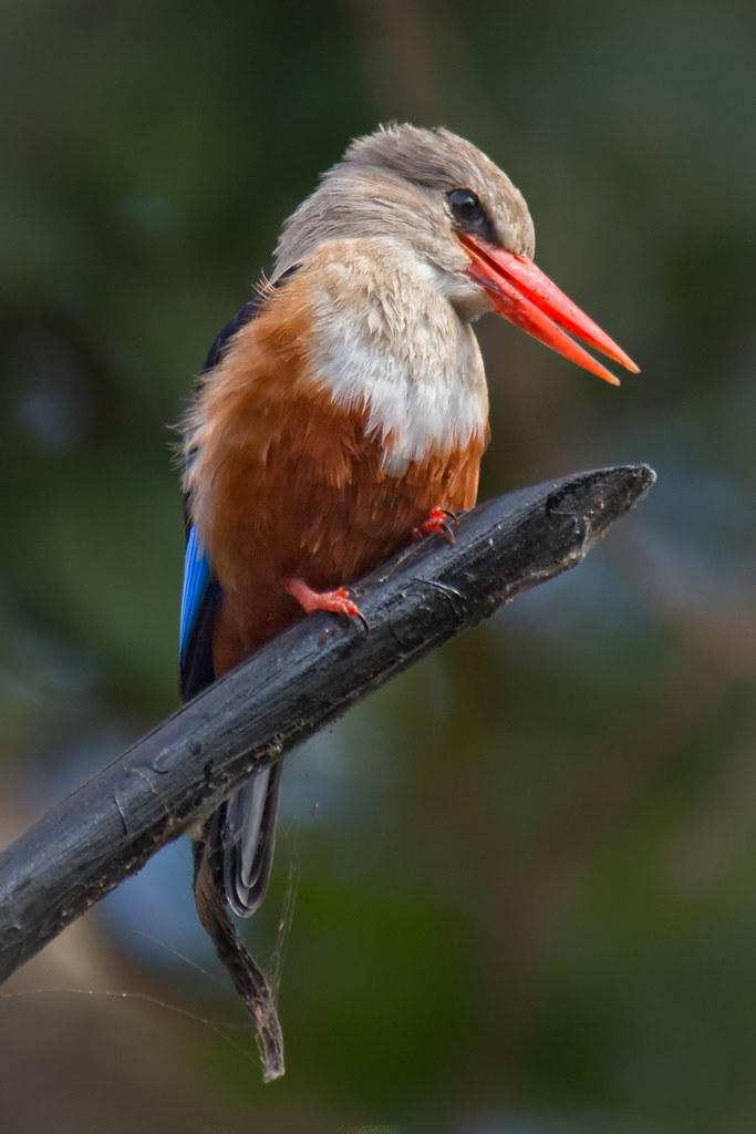 GreyHeaded Kingfisher, Amboseli National Park The greyhe… Flickr