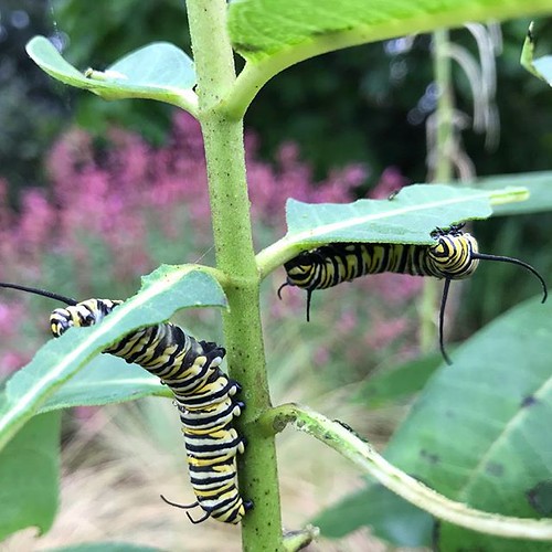 It’s breakfast time! These monarch cats are happily munchi… Flickr