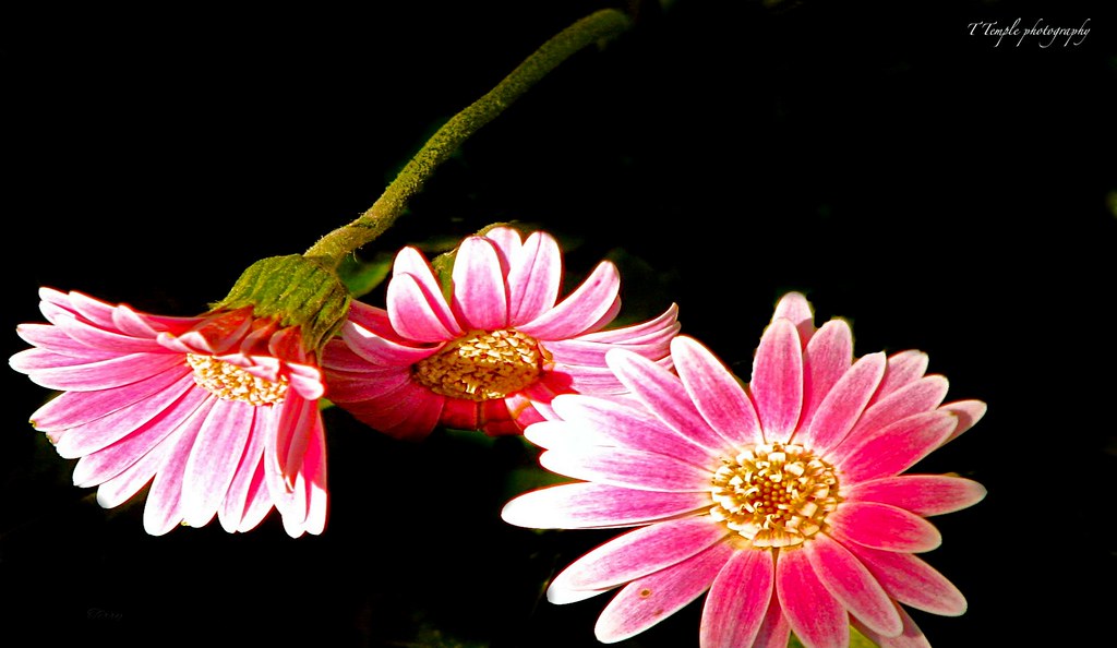 "Look at the flowersfor no reason. It is simply unbelieva… Flickr