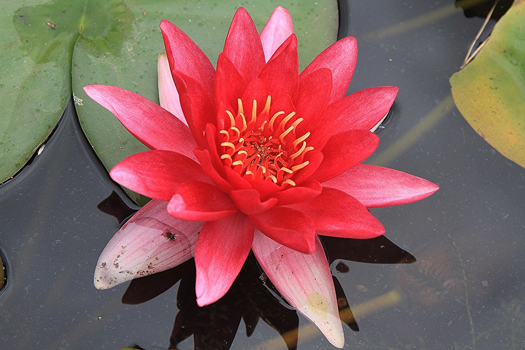 Red Water lily Hidcote Gardens Water Lily Hidcote Gardens Flickr