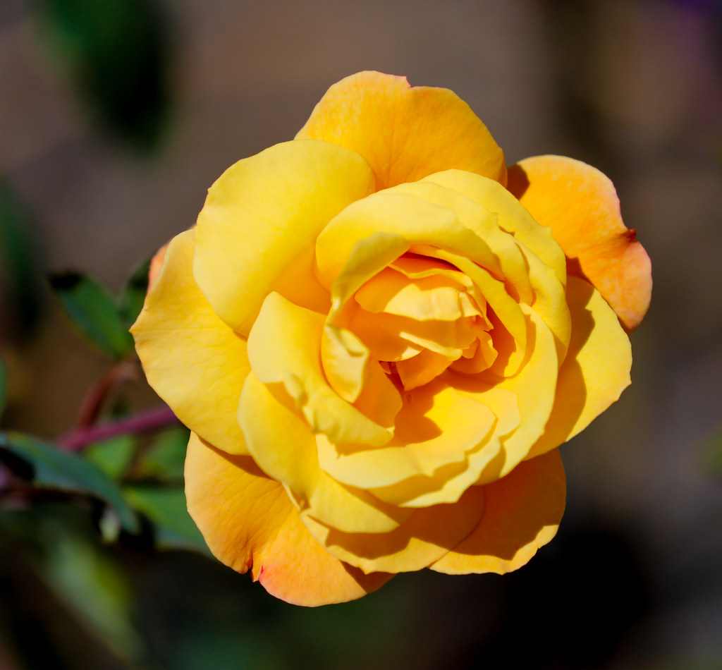 Garden Flowers You can find these beautiful flowers in the… Flickr